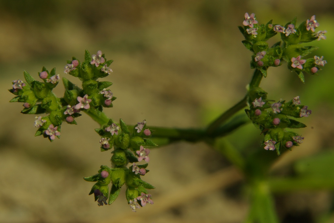 Изображение особи Valerianella pontica.