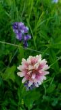 Trifolium