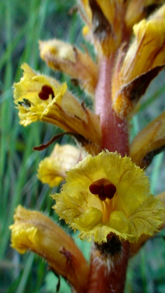 Image of Orobanche vitellina specimen.