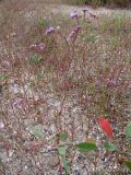 Limonium scoparium