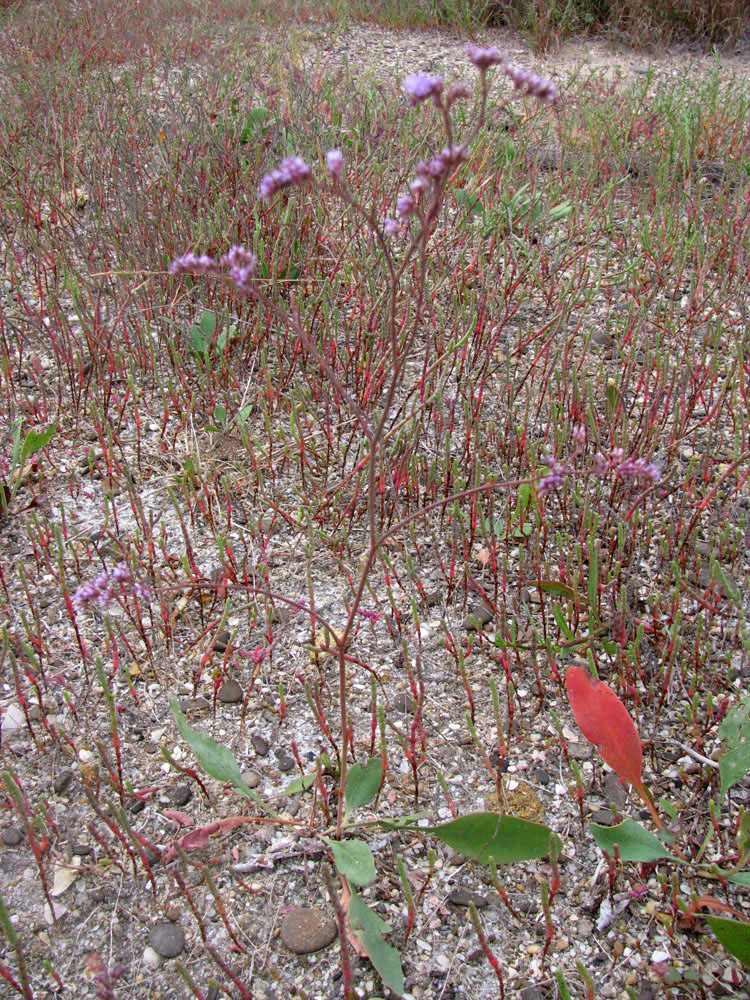 Image of Limonium scoparium specimen.