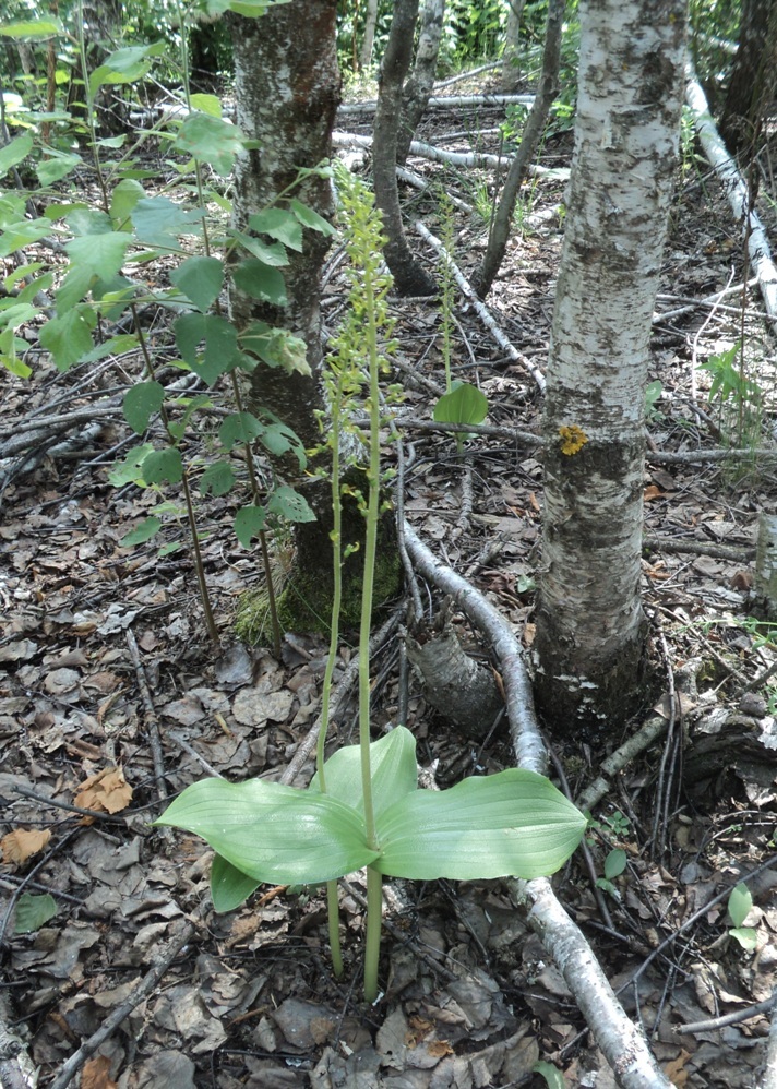 Image of Listera ovata specimen.