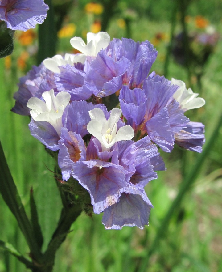 Изображение особи Limonium sinuatum.