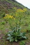 Senecio schwetzowii