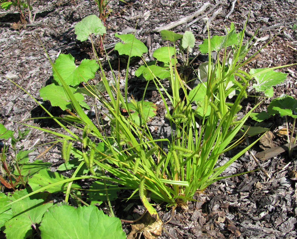 Изображение особи Carex pseudocyperus.