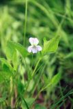 Viola ruppii