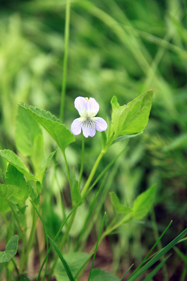 Изображение особи Viola ruppii.