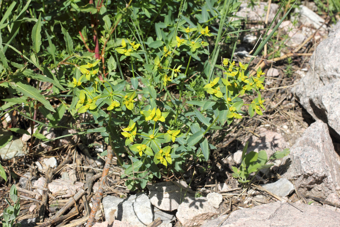 Изображение особи Euphorbia talastavica.