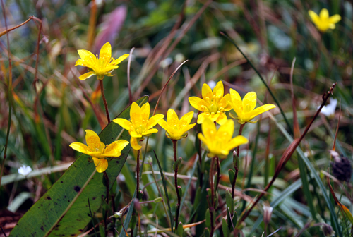 Изображение особи Saxifraga hirculus.