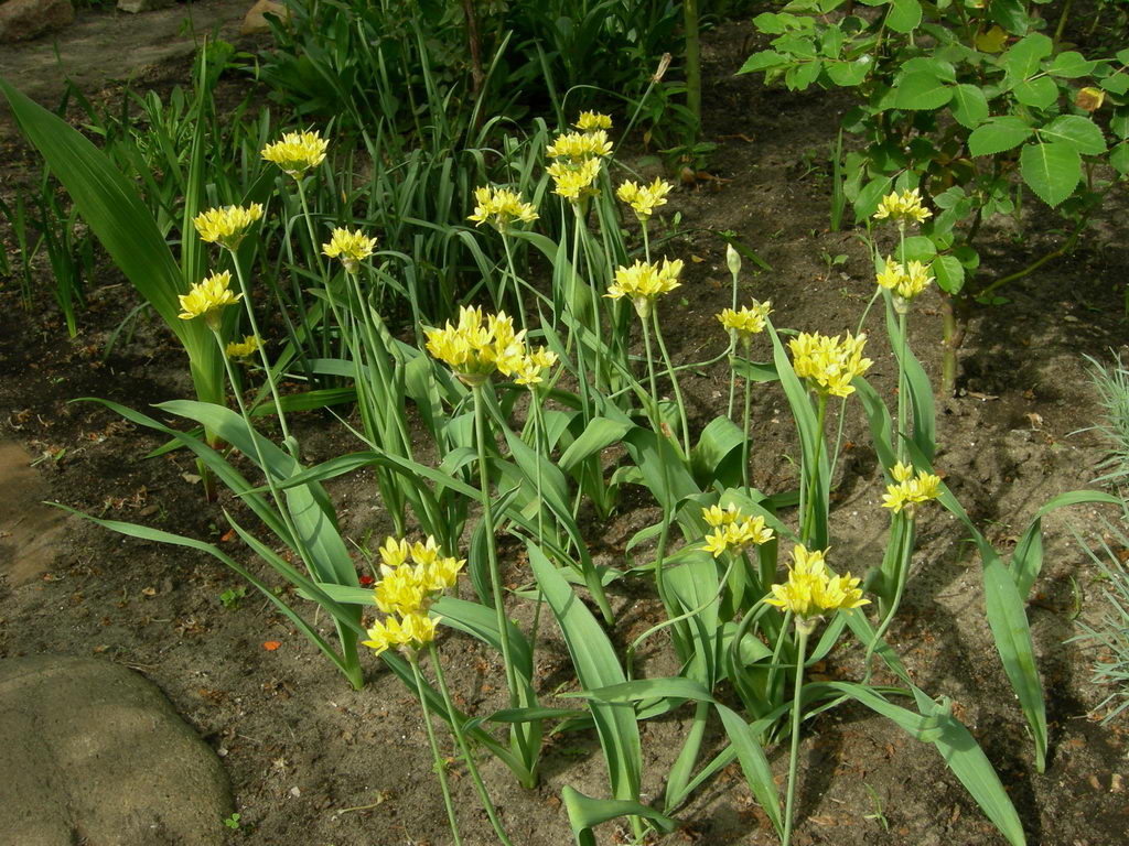 Image of Allium moly specimen.