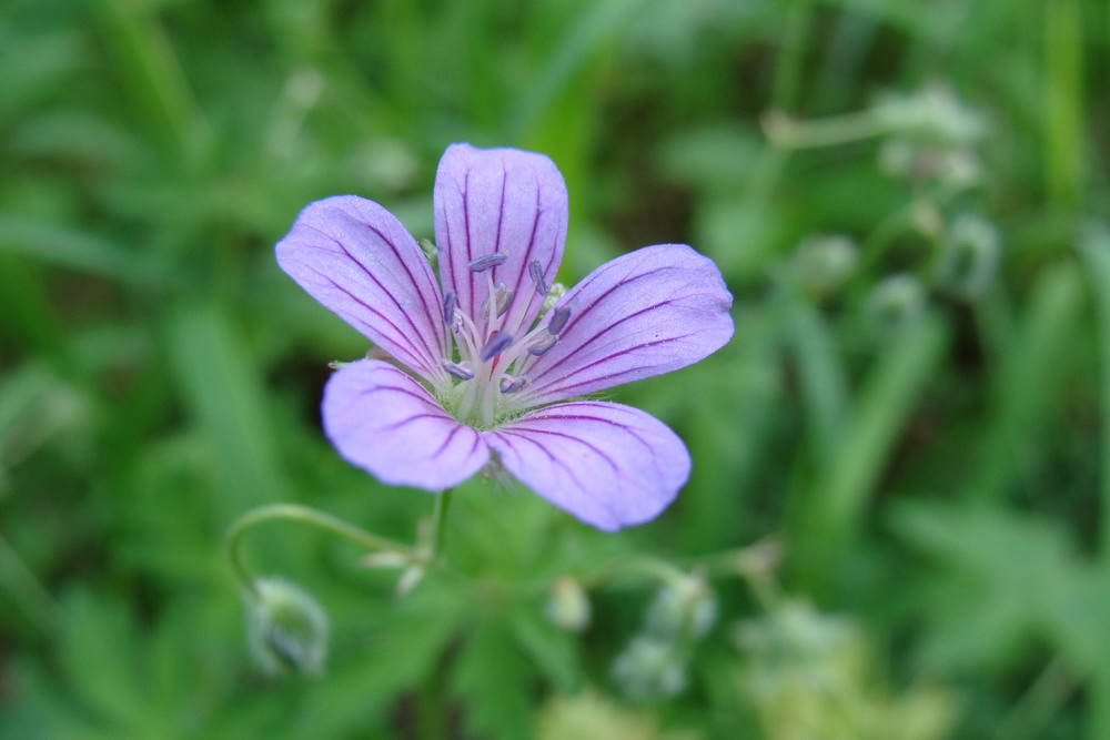 Изображение особи Geranium wlassovianum.