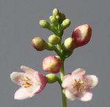 Symphoricarpos albus var. laevigatus