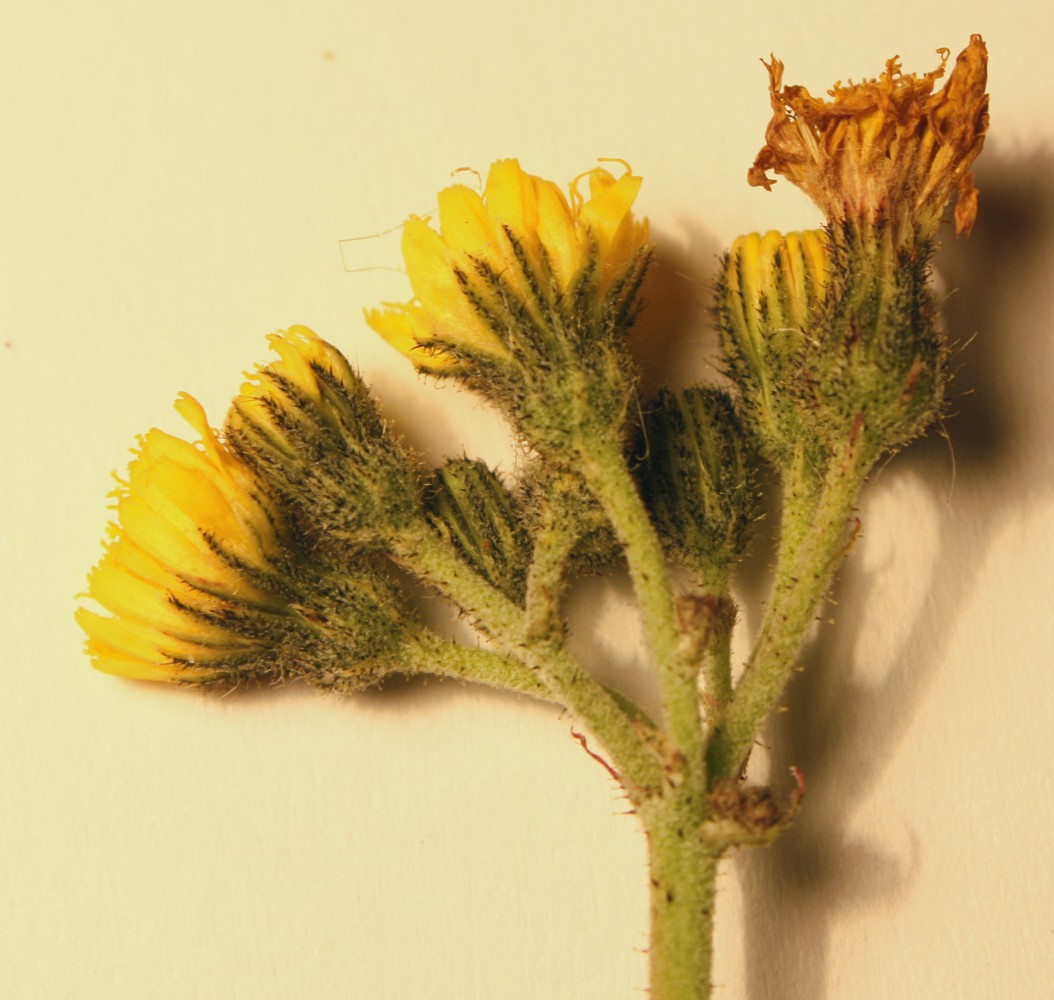 Image of Pilosella cymella specimen.