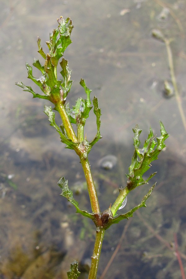 Image of Najas major specimen.