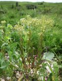 Cardaria draba