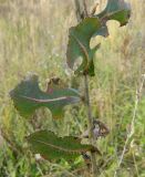 Lactuca serriola