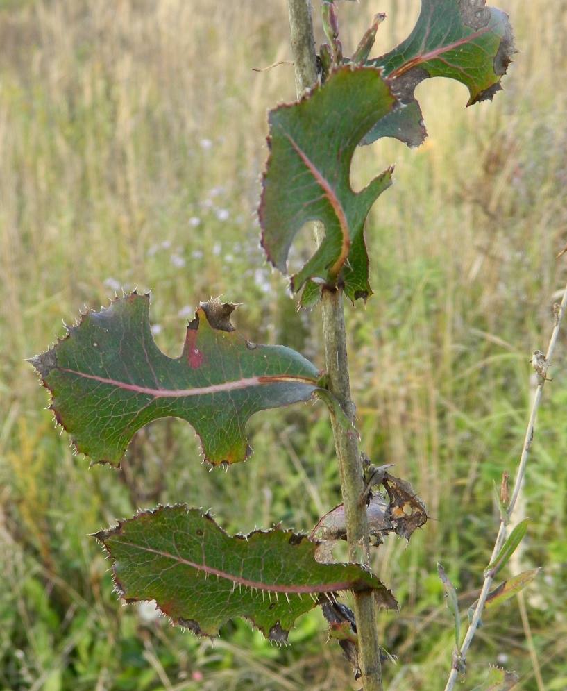 Image of Lactuca serriola specimen.