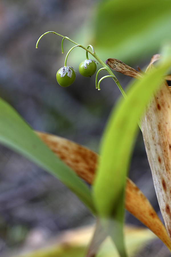 Изображение особи Convallaria majalis.