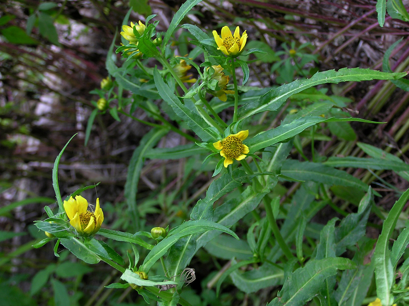 Изображение особи Bidens cernua var. radiata.