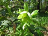 Helleborus argutifolius