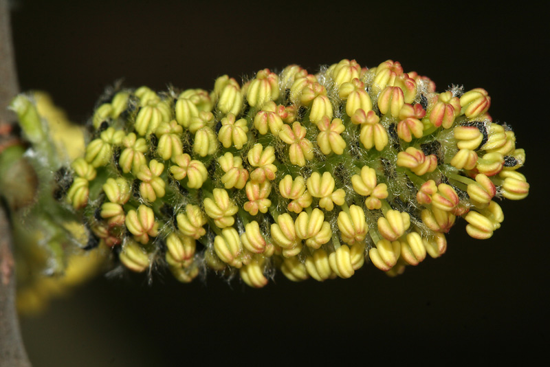 Image of Salix &times; laurina specimen.