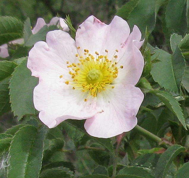 Image of Rosa podolica specimen.