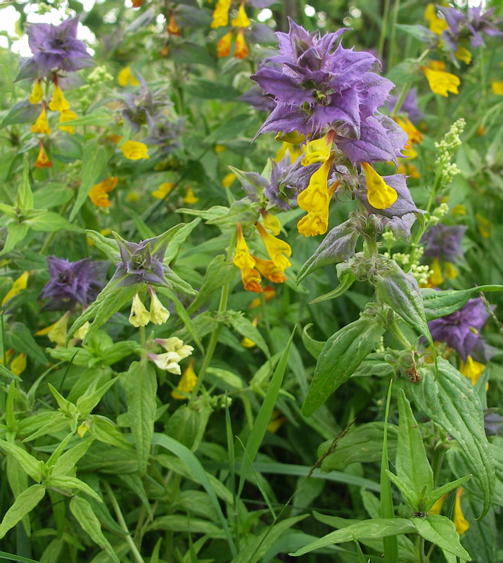 Image of Melampyrum nemorosum specimen.