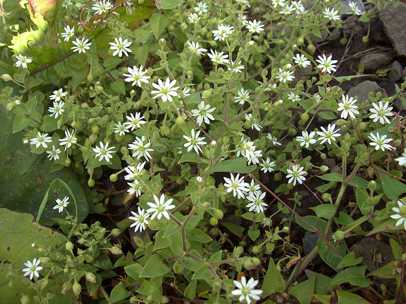 Image of Myosoton aquaticum specimen.