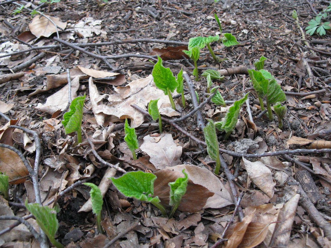 Изображение особи Symphytum cordatum.