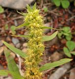 Rumex maritimus