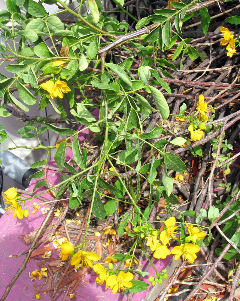 Image of Senna corymbosa specimen.