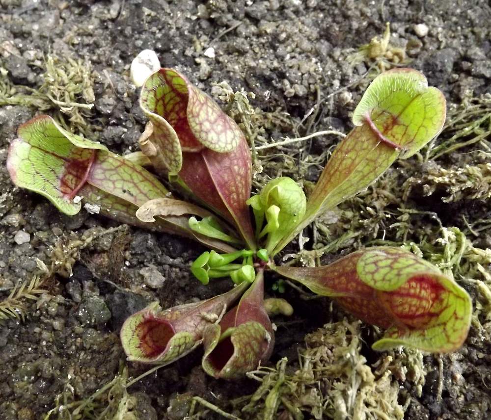 Изображение особи Sarracenia purpurea.