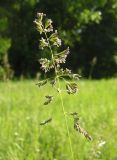 Poa angustifolia