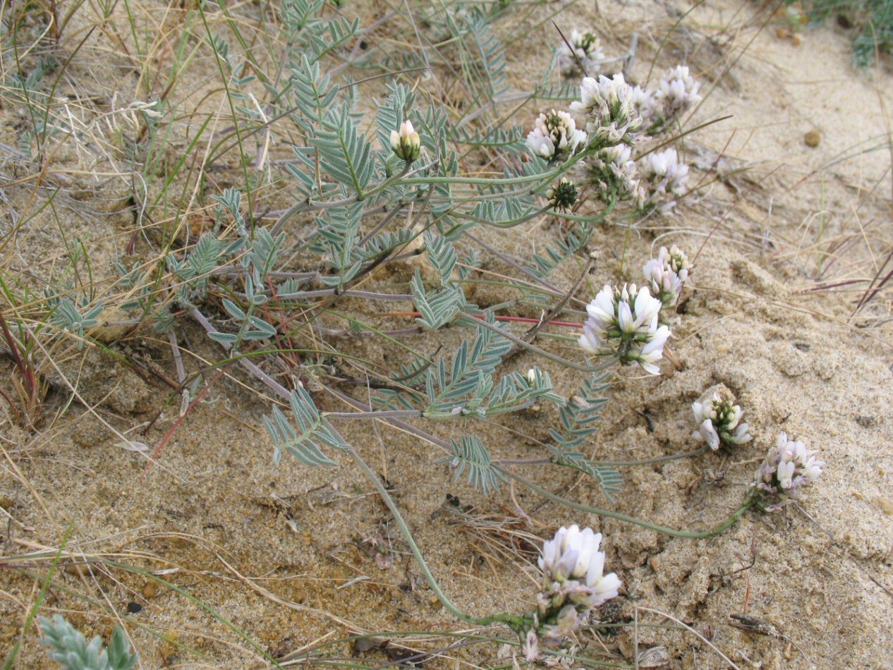 Image of Astragalus olchonensis specimen.