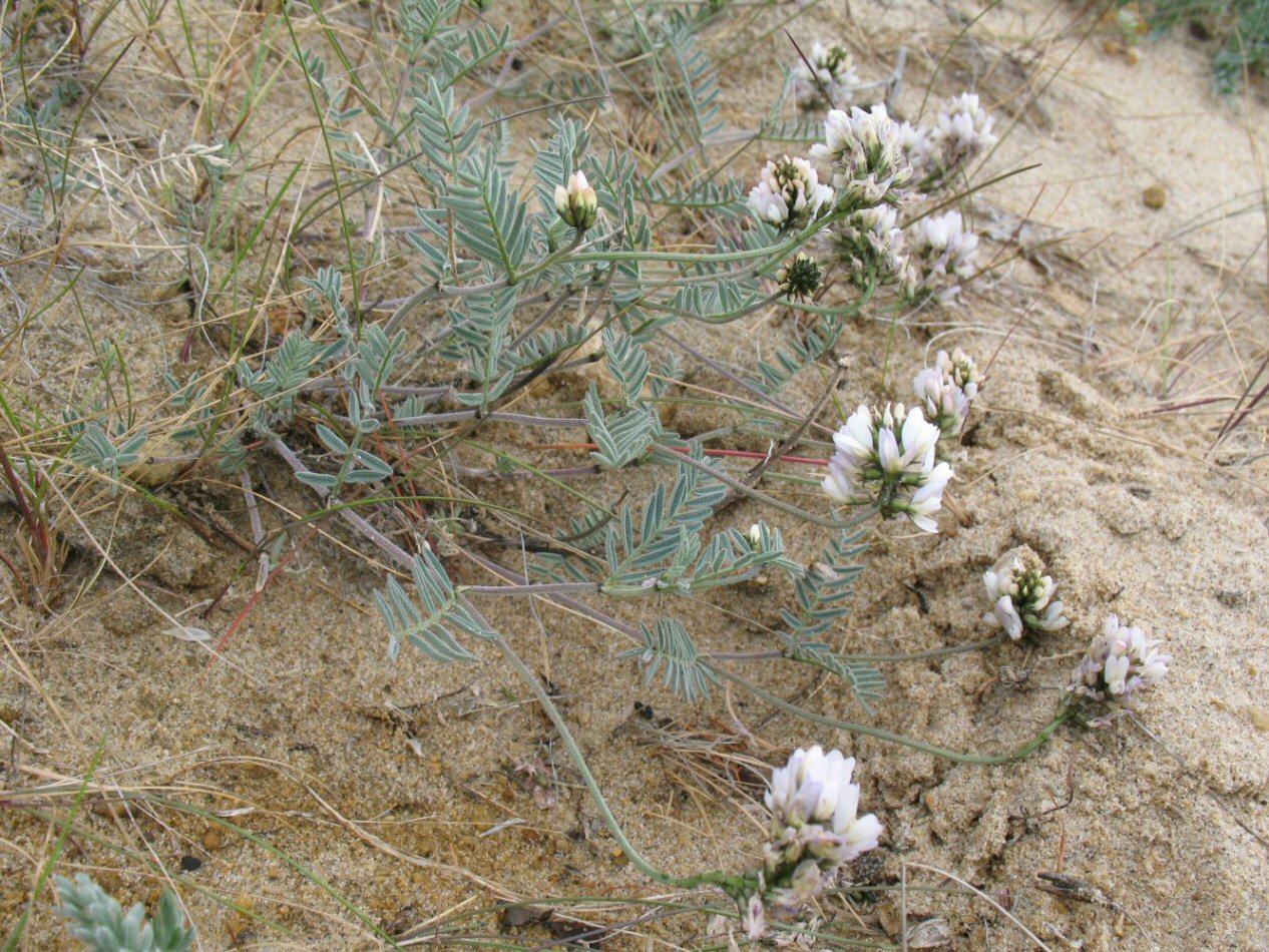 Изображение особи Astragalus olchonensis.