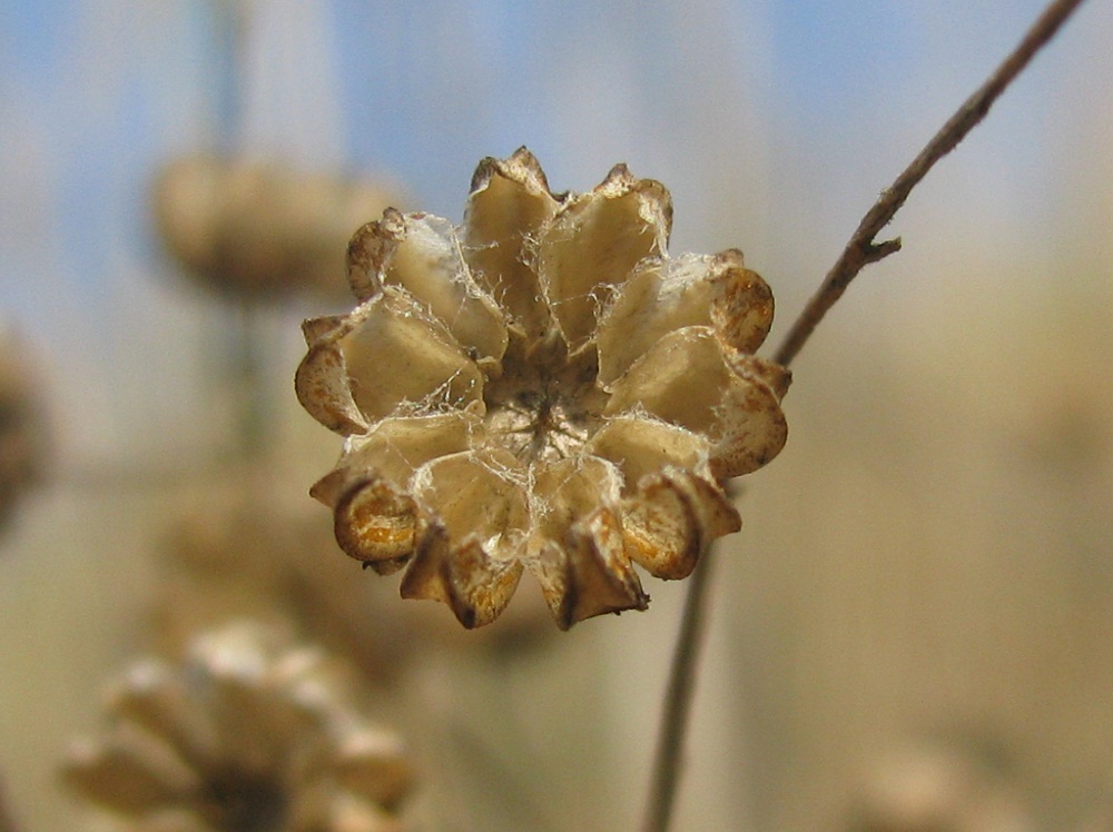 Image of genus Linum specimen.