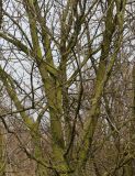 Frangula alnus. Средняя часть кроны покоящегося растения. Германия, г. Кемпен, в лесопосадке. 28.03.2013.