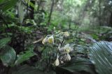 род Calanthe. Соцветие. Борнео, склон горы Трас-Мади, выс. ок. 950 м н.у.м, дождевой лес. Февраль 2013 г.