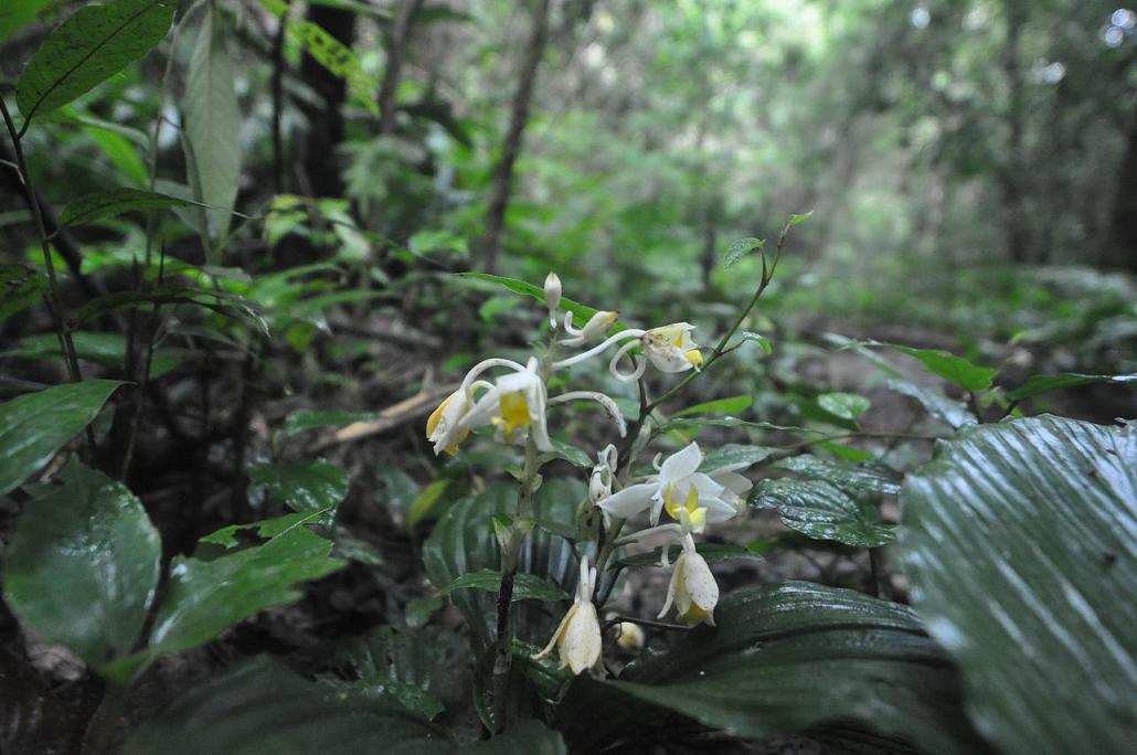 Изображение особи род Calanthe.