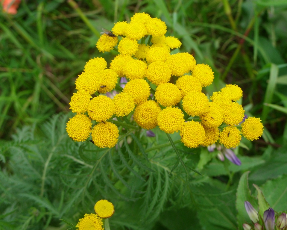 Image of Tanacetum vulgare specimen.