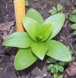 Lilium martagon