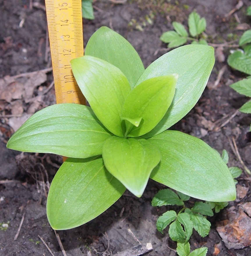 Изображение особи Lilium martagon.