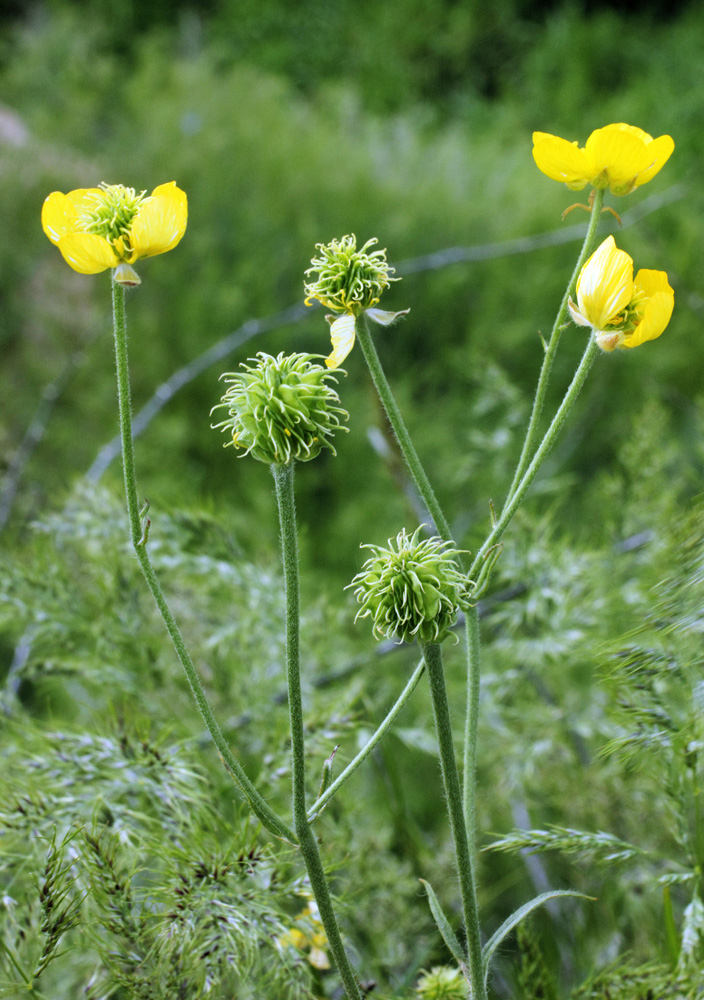 Image of Ranunculus sewerzowii specimen.