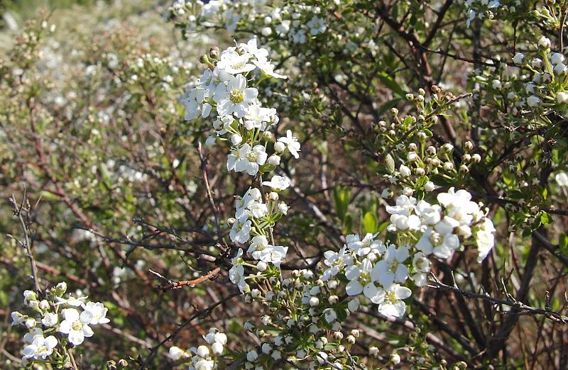 Изображение особи семейство Rosaceae.