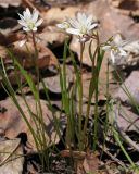 Lloydia triflora. Цветущие растения. Приморский край, Спасский р-н, с. Хвалынка. 07.05.2013.