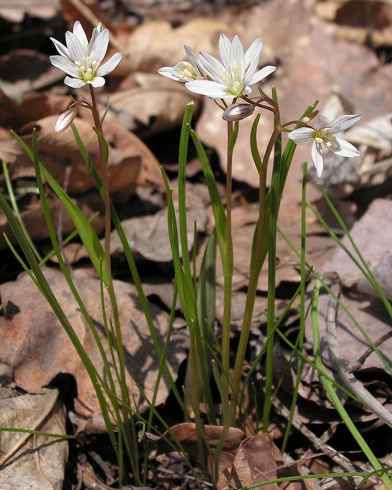 Изображение особи Lloydia triflora.