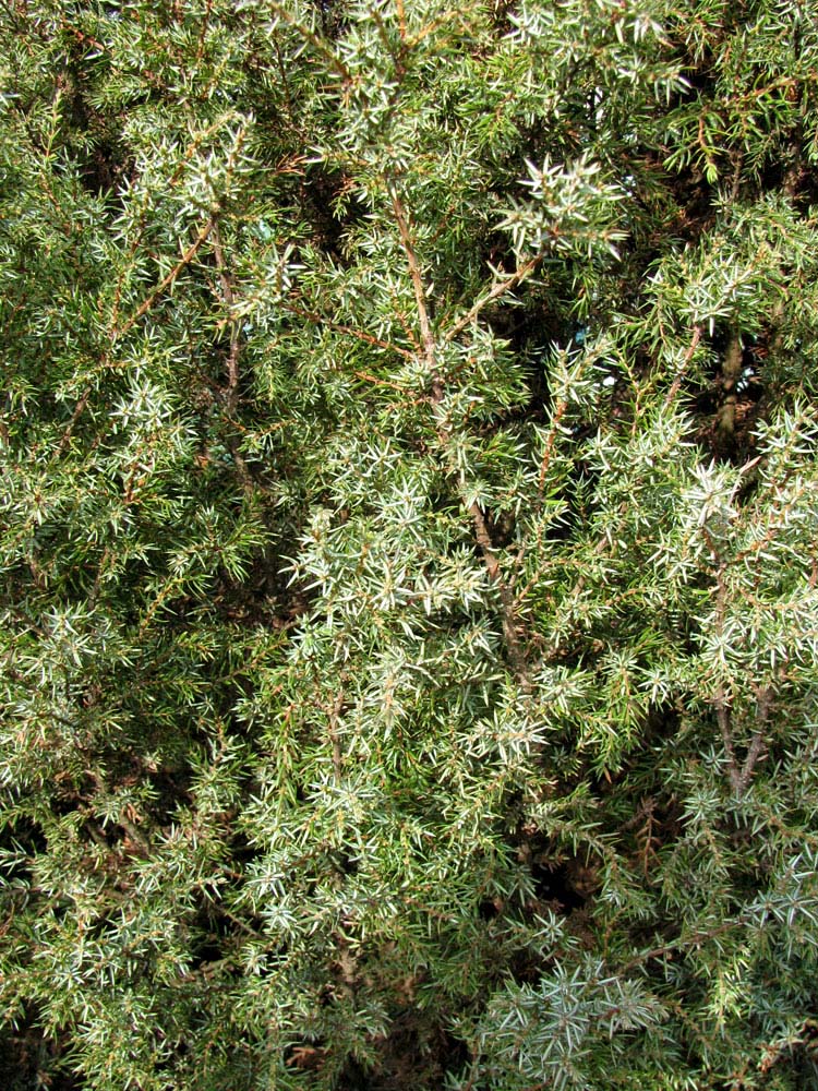 Image of Juniperus oblonga specimen.