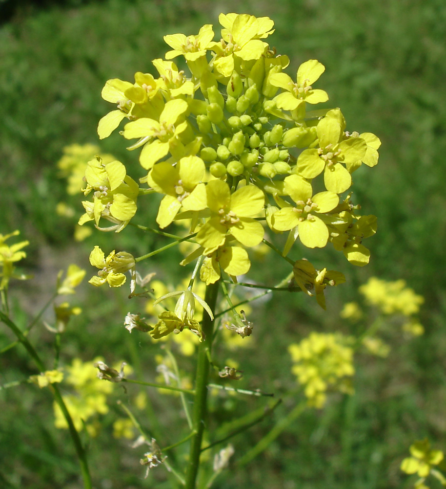 Изображение особи Sisymbrium loeselii.