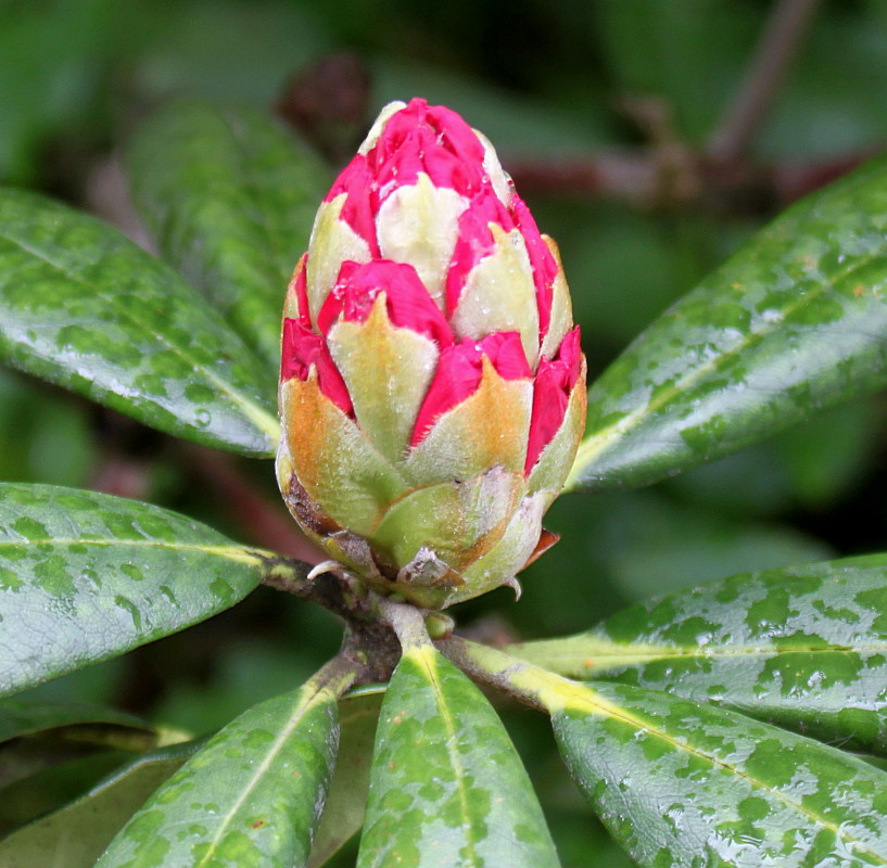 Изображение особи Rhododendron yakushimanum.