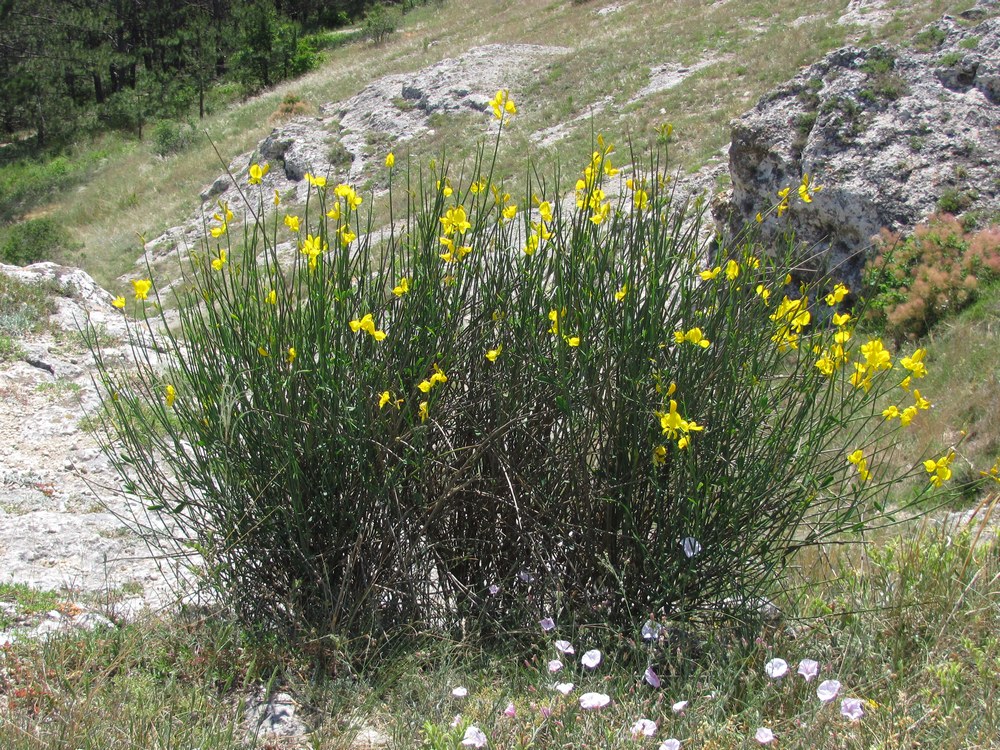 Image of Spartium junceum specimen.